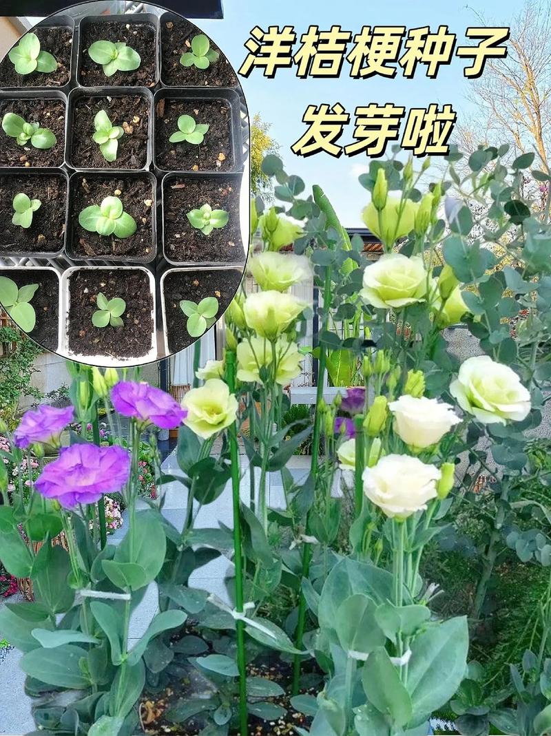 洋桔梗的养殖方法和注意事项(洋桔梗的养殖方法和注意事项有哪些)-第7张图片-花花知道网 洋桔梗的养殖方法和注意事项(洋桔梗的养殖方法和注意事项有哪些)-第7张图片-花花知道网