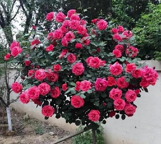 1棵月季竟然开5色花(月季花一株能开多种颜色的花,非常漂亮,插枝能不能活)-第2张图片-花花知道网 1棵月季竟然开5色花(月季花一株能开多种颜色的花,非常漂亮,插枝能不能活)-第2张图片-花花知道网