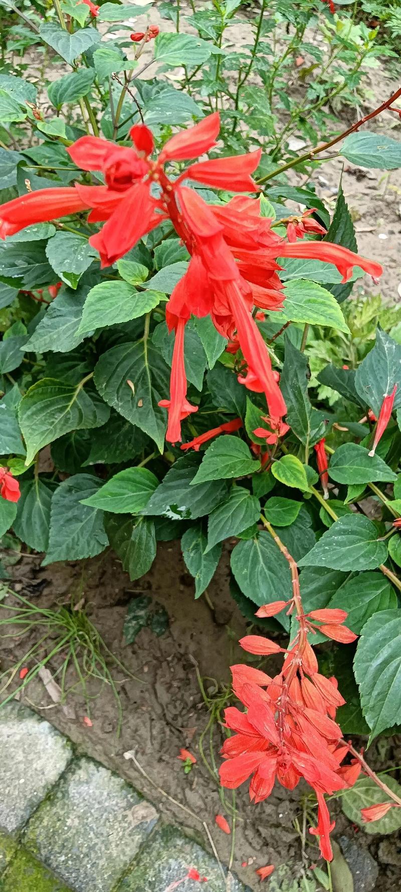 1棵月季竟然开5色花(月季花一株能开多种颜色的花,非常漂亮,插枝能不能活)-第5张图片-花花知道网 1棵月季竟然开5色花(月季花一株能开多种颜色的花,非常漂亮,插枝能不能活)-第5张图片-花花知道网