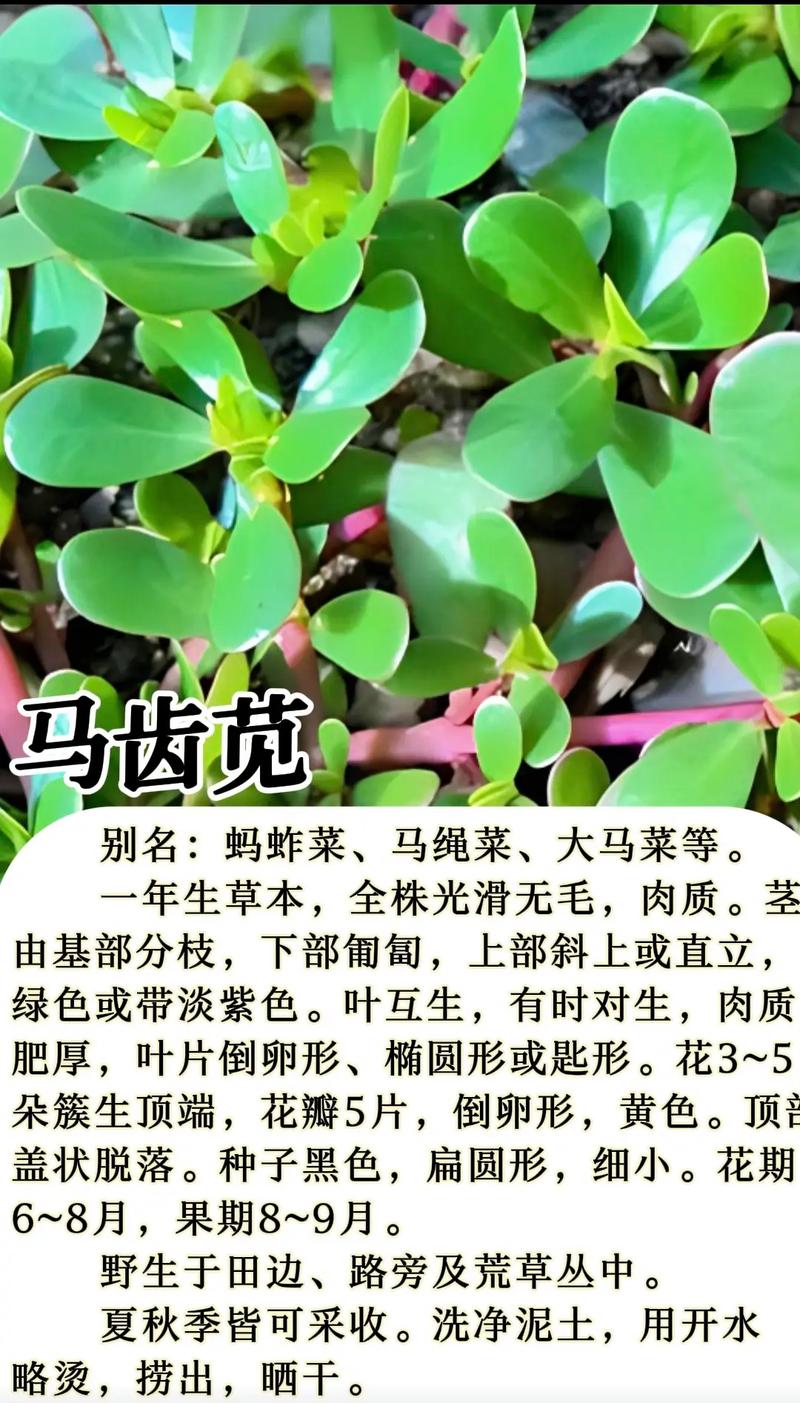 狗牙草养殖方法是什么(狗牙草怎么吃清热解毒功能好)-第1张图片-花花知道网 狗牙草养殖方法是什么(狗牙草怎么吃清热解毒功能好)-第1张图片-花花知道网