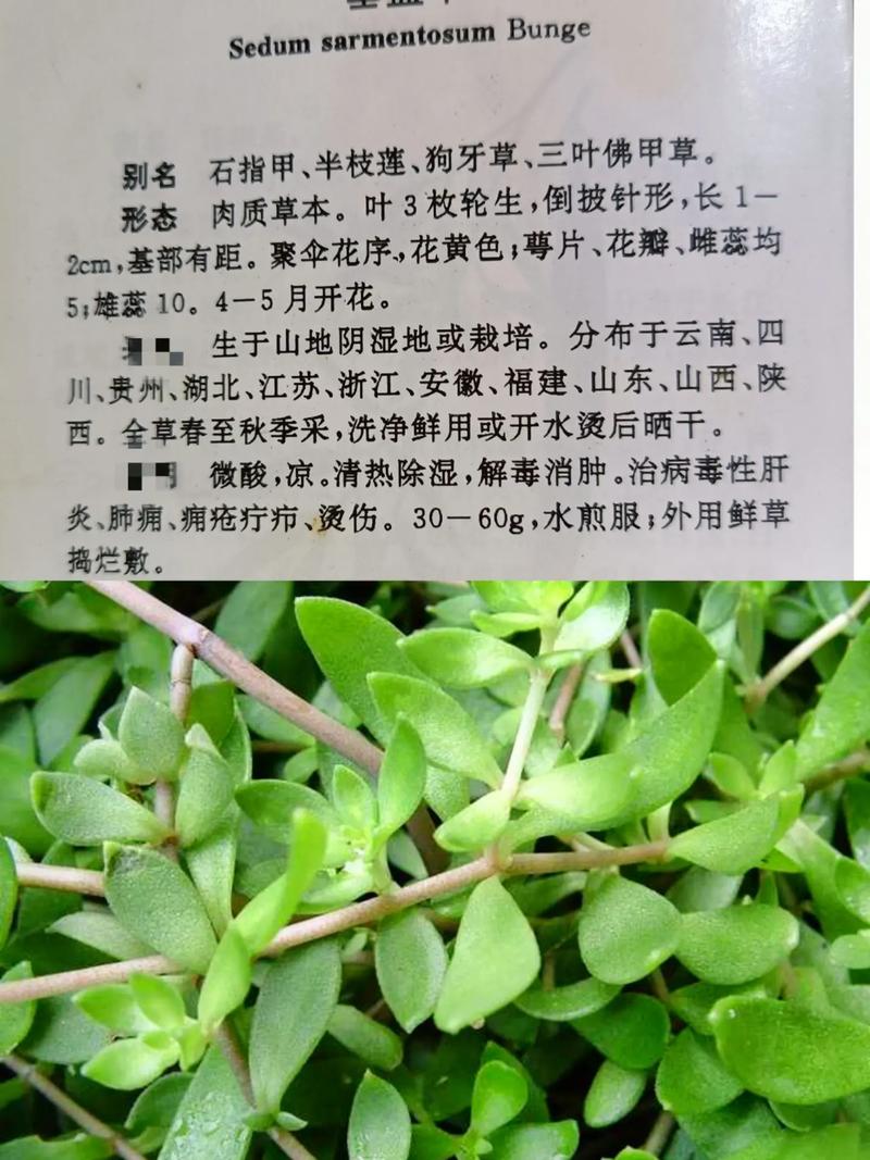 狗牙草养殖方法是什么(狗牙草怎么吃清热解毒功能好)-第4张图片-花花知道网 狗牙草养殖方法是什么(狗牙草怎么吃清热解毒功能好)-第4张图片-花花知道网
