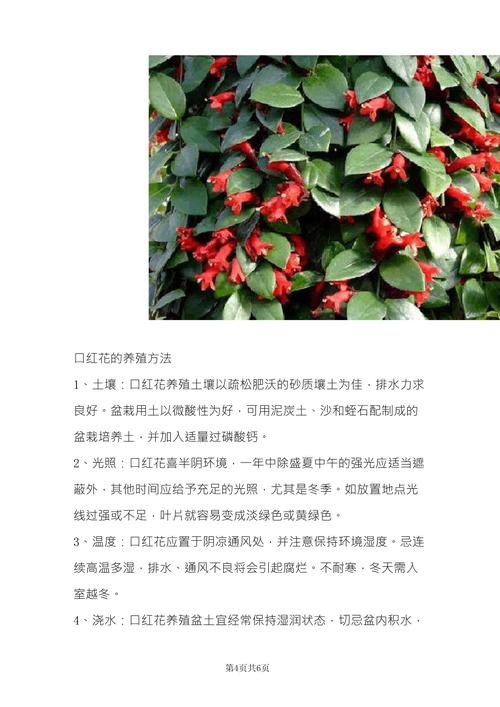 口红花的繁殖方法(口红花的种植方法)-第2张图片-花花知道网 口红花的繁殖方法(口红花的种植方法)-第2张图片-花花知道网