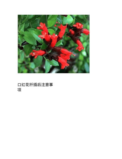 口红花的繁殖方法(口红花的种植方法)-第6张图片-花花知道网 口红花的繁殖方法(口红花的种植方法)-第6张图片-花花知道网