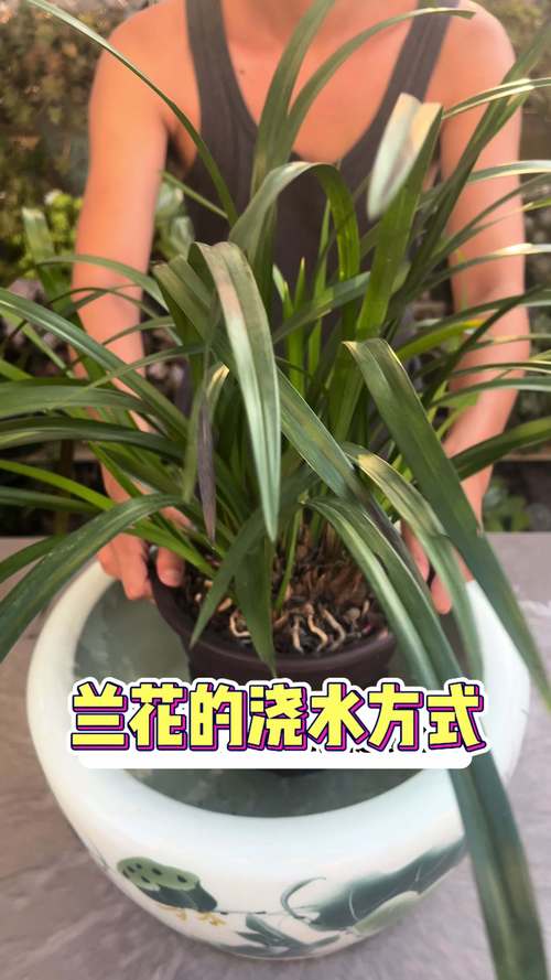 春兰怎么浇水(春兰浇什么水)-第1张图片-花花知道网 春兰怎么浇水(春兰浇什么水)-第1张图片-花花知道网