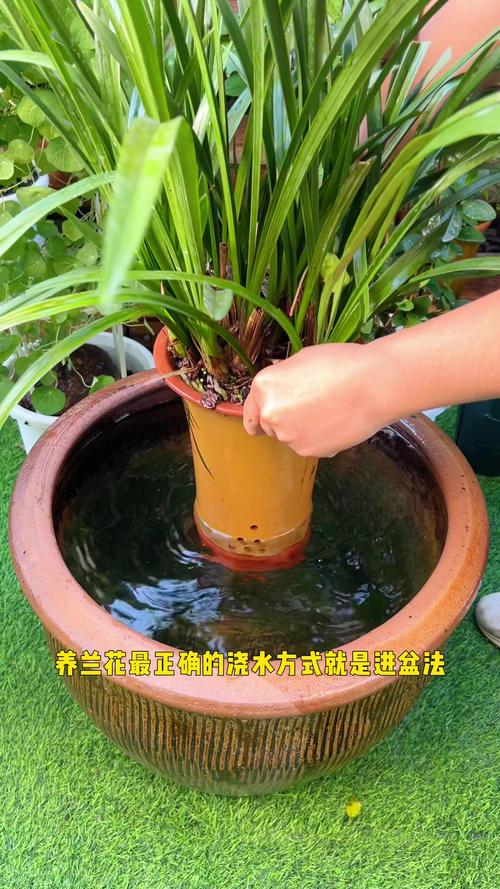 春兰怎么浇水(春兰浇什么水)-第3张图片-花花知道网 春兰怎么浇水(春兰浇什么水)-第3张图片-花花知道网