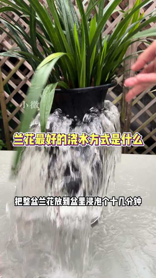 春兰怎么浇水(春兰浇什么水)-第4张图片-花花知道网 春兰怎么浇水(春兰浇什么水)-第4张图片-花花知道网