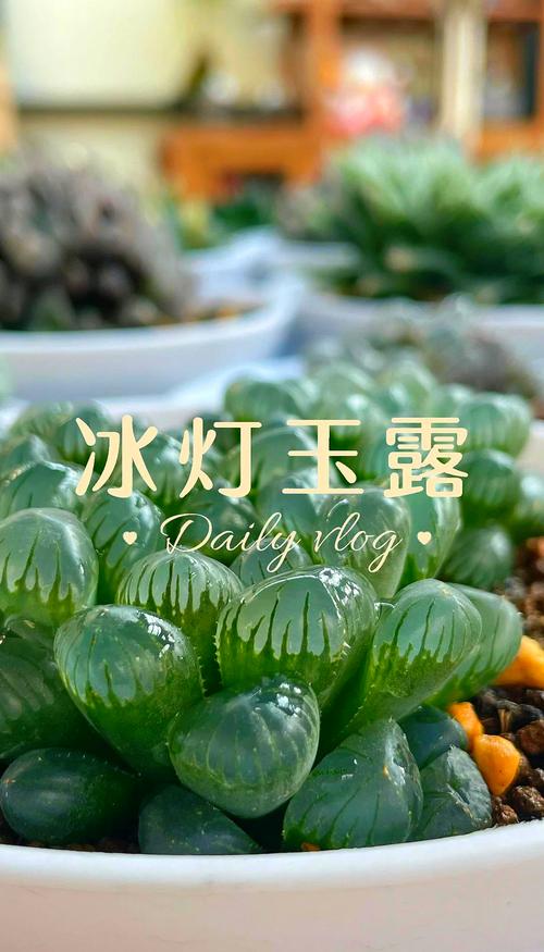冰灯玉露冬季怎么养(冰灯玉露怎么繁殖步骤)-第5张图片-花花知道网 冰灯玉露冬季怎么养(冰灯玉露怎么繁殖步骤)-第5张图片-花花知道网