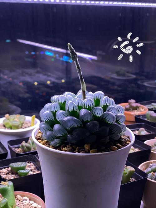 冰灯玉露冬季怎么养(冰灯玉露怎么繁殖步骤)-第8张图片-花花知道网 冰灯玉露冬季怎么养(冰灯玉露怎么繁殖步骤)-第8张图片-花花知道网
