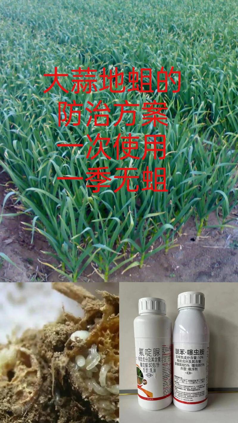 别再买肥料了(买肥料找我)-第8张图片-花花知道网 别再买肥料了(买肥料找我)-第8张图片-花花知道网
