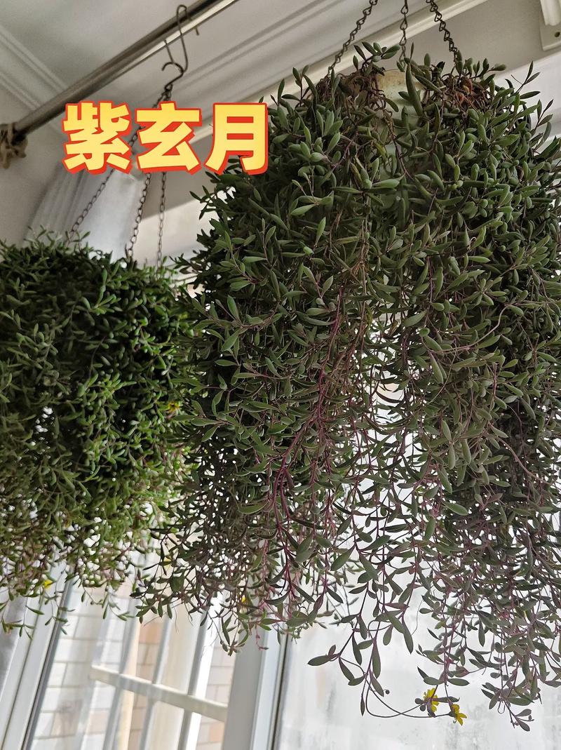 紫玄月的养殖方法和注意事项(多肉紫玄月的养殖方法和注意事项)-第1张图片-花花知道网 紫玄月的养殖方法和注意事项(多肉紫玄月的养殖方法和注意事项)-第1张图片-花花知道网