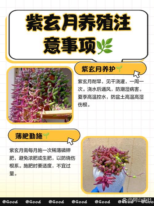 紫玄月的养殖方法和注意事项(多肉紫玄月的养殖方法和注意事项)-第5张图片-花花知道网 紫玄月的养殖方法和注意事项(多肉紫玄月的养殖方法和注意事项)-第5张图片-花花知道网
