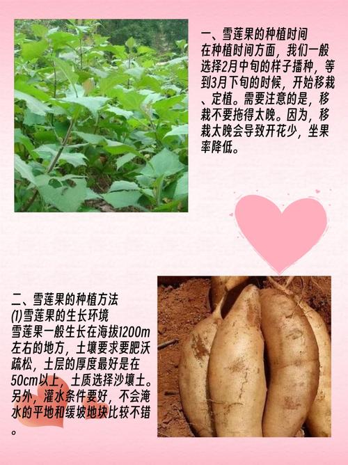 雪莲果怎么种植(莲雾果怎么种植)-第6张图片-花花知道网 雪莲果怎么种植(莲雾果怎么种植)-第6张图片-花花知道网