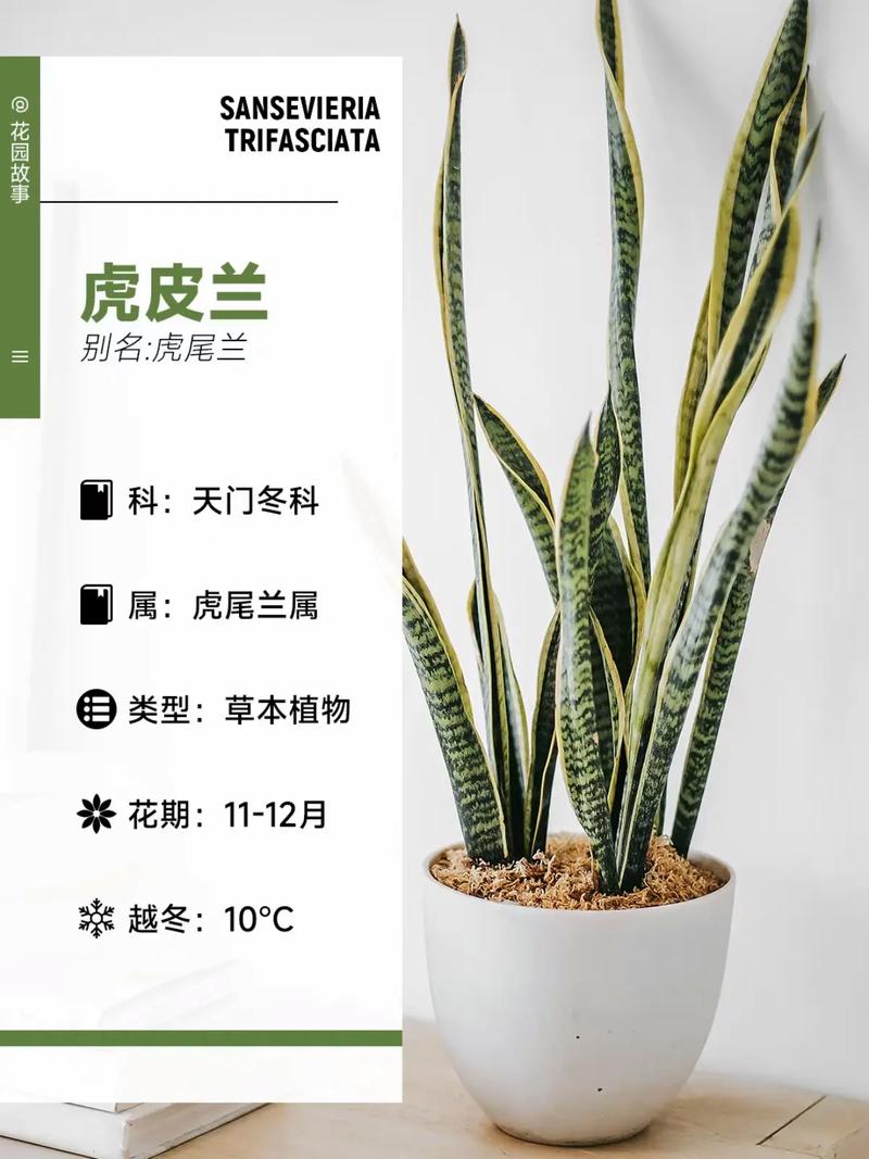 虎皮兰一盆种几颗比较好(虎皮兰一盆种一颗好吗)-第4张图片-花花知道网 虎皮兰一盆种几颗比较好(虎皮兰一盆种一颗好吗)-第4张图片-花花知道网