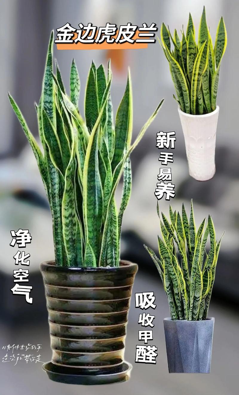 虎皮兰一盆种几颗比较好(虎皮兰一盆种一颗好吗)-第6张图片-花花知道网 虎皮兰一盆种几颗比较好(虎皮兰一盆种一颗好吗)-第6张图片-花花知道网
