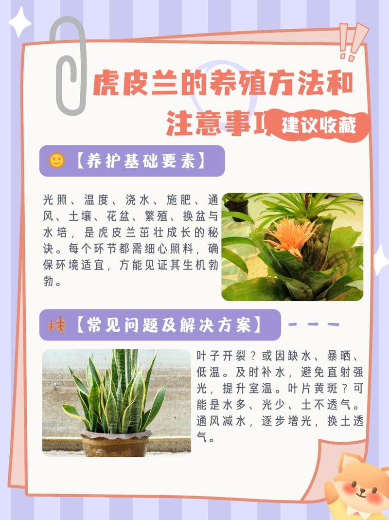 虎皮兰一盆种几颗比较好(虎皮兰一盆种一颗好吗)-第7张图片-花花知道网 虎皮兰一盆种几颗比较好(虎皮兰一盆种一颗好吗)-第7张图片-花花知道网