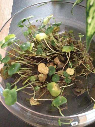 “铜钱草”叶子打了蔫儿(铜钱草叶子耷拉了 如何处理)-第1张图片-花花知道网 “铜钱草”叶子打了蔫儿(铜钱草叶子耷拉了 如何处理)-第1张图片-花花知道网