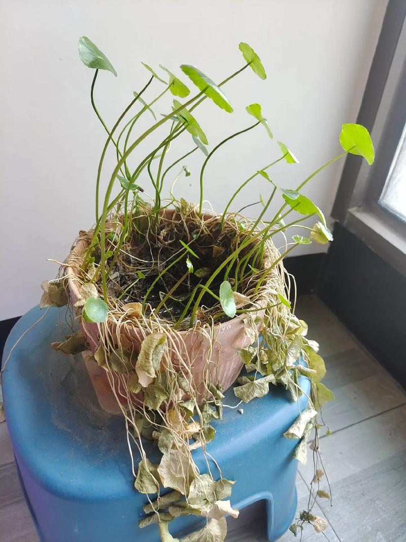 “铜钱草”叶子打了蔫儿(铜钱草叶子耷拉了 如何处理)-第6张图片-花花知道网 “铜钱草”叶子打了蔫儿(铜钱草叶子耷拉了 如何处理)-第6张图片-花花知道网