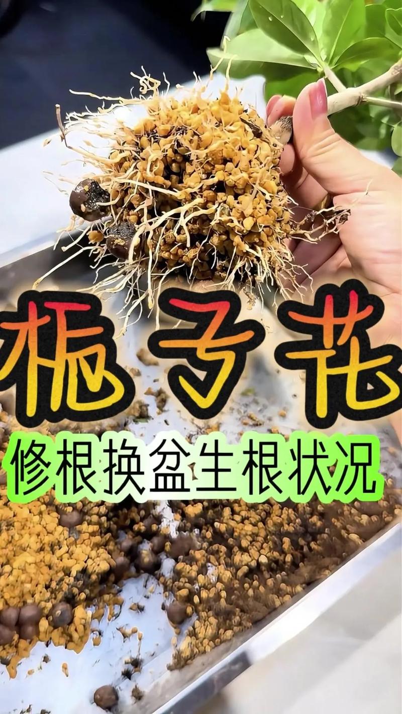栀子花怎么换盆(栀子花怎么换盆移栽)-第1张图片-花花知道网 栀子花怎么换盆(栀子花怎么换盆移栽)-第1张图片-花花知道网