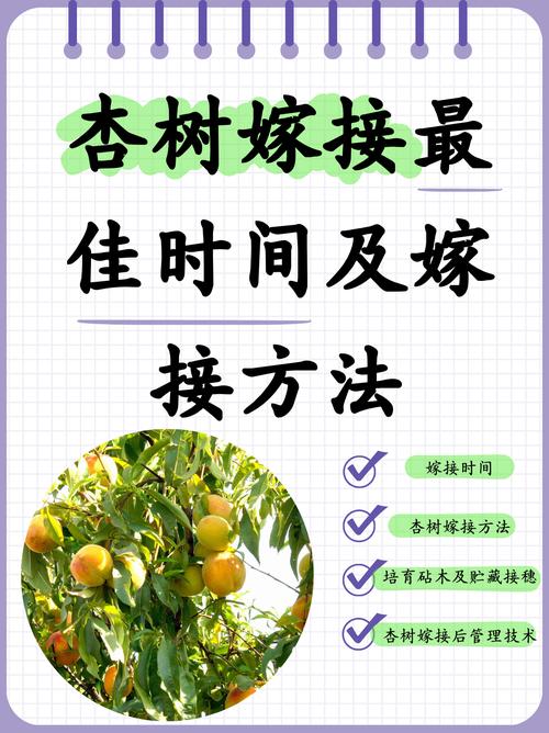 李子树嫁接时间和方法(李子树的嫁接方法和时间)-第1张图片-花花知道网 李子树嫁接时间和方法(李子树的嫁接方法和时间)-第1张图片-花花知道网