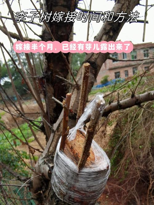 李子树嫁接时间和方法(李子树的嫁接方法和时间)-第2张图片-花花知道网 李子树嫁接时间和方法(李子树的嫁接方法和时间)-第2张图片-花花知道网