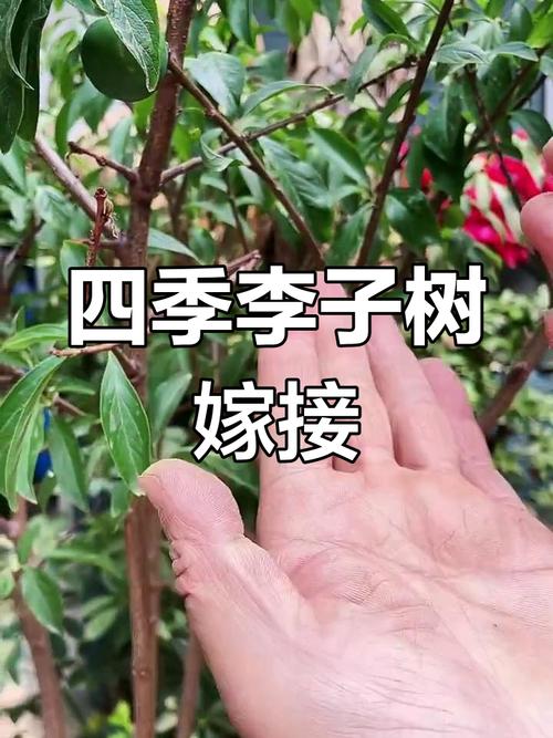 李子树嫁接时间和方法(李子树的嫁接方法和时间)-第3张图片-花花知道网 李子树嫁接时间和方法(李子树的嫁接方法和时间)-第3张图片-花花知道网