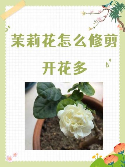 茉莉花怎么养开花多(茉莉花怎么养会开花)-第3张图片-花花知道网 茉莉花怎么养开花多(茉莉花怎么养会开花)-第3张图片-花花知道网