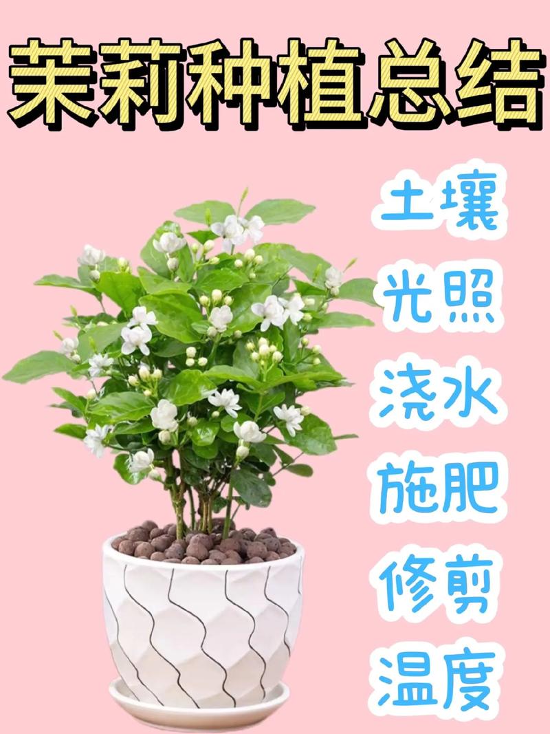 茉莉花怎么养开花多(茉莉花怎么养会开花)-第4张图片-花花知道网 茉莉花怎么养开花多(茉莉花怎么养会开花)-第4张图片-花花知道网