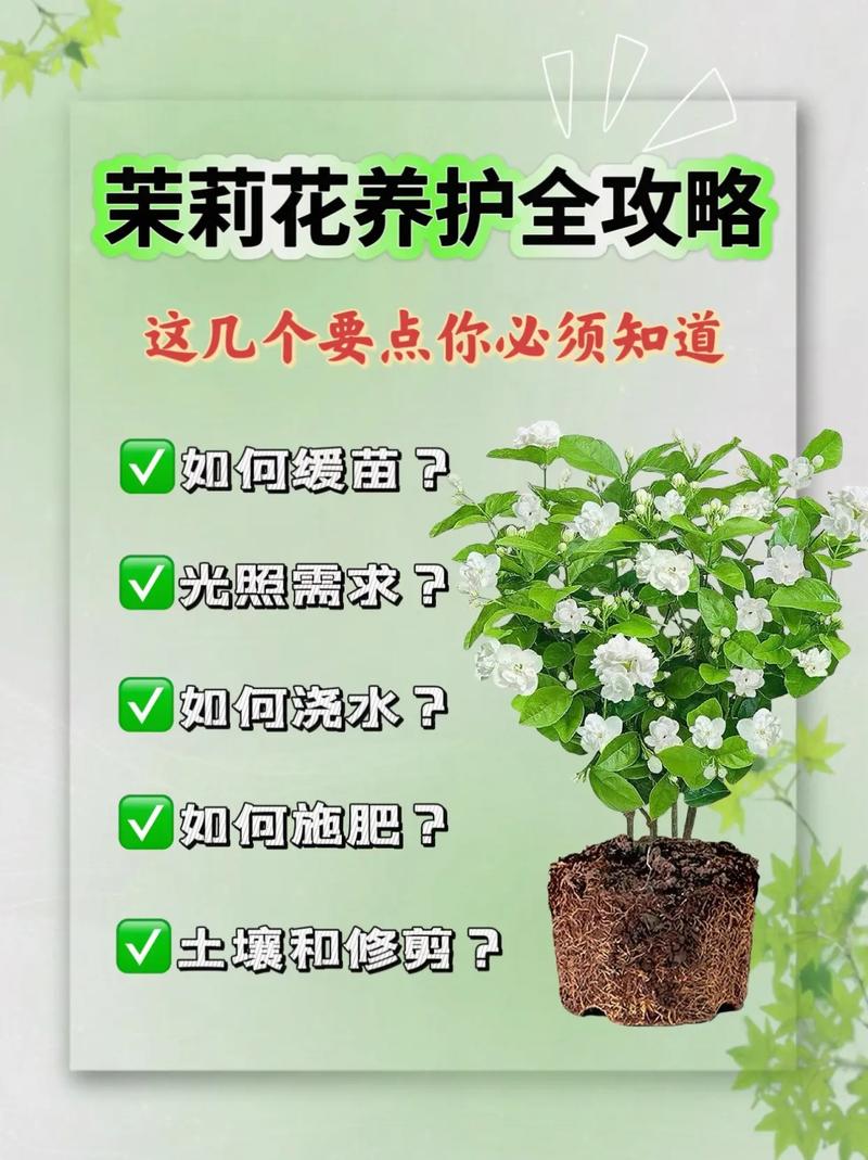 茉莉花怎么养开花多(茉莉花怎么养会开花)-第5张图片-花花知道网 茉莉花怎么养开花多(茉莉花怎么养会开花)-第5张图片-花花知道网