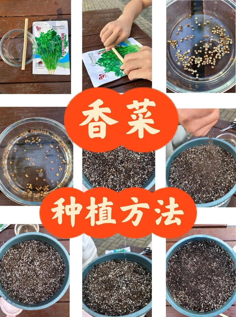香菜怎么种植(香菜怎么种植最快比较好)-第2张图片-花花知道网 香菜怎么种植(香菜怎么种植最快比较好)-第2张图片-花花知道网