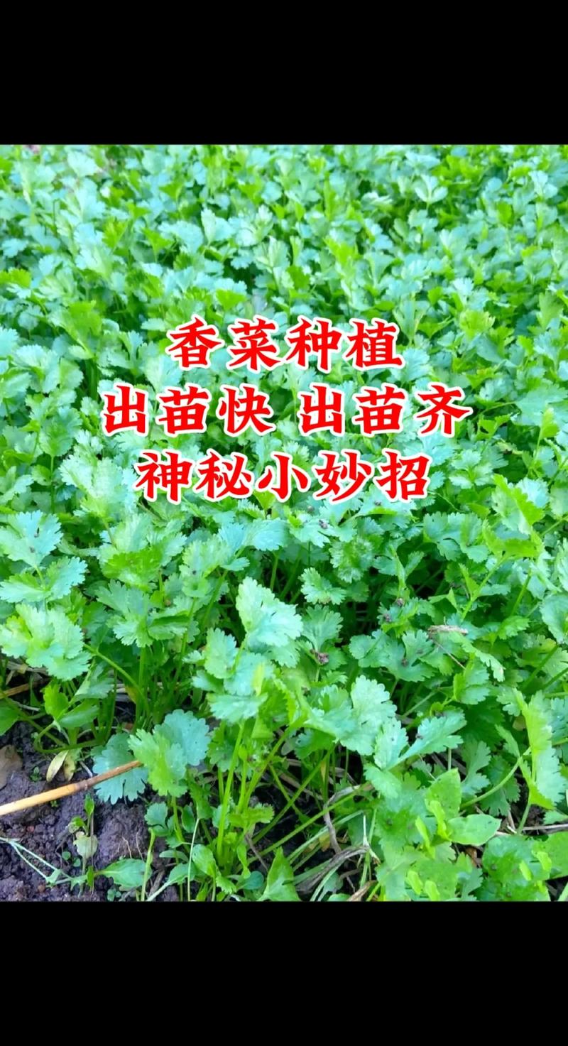 香菜怎么种植(香菜怎么种植最快比较好)-第5张图片-花花知道网 香菜怎么种植(香菜怎么种植最快比较好)-第5张图片-花花知道网