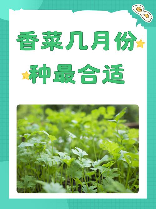 香菜怎么种植(香菜怎么种植最快比较好)-第6张图片-花花知道网 香菜怎么种植(香菜怎么种植最快比较好)-第6张图片-花花知道网