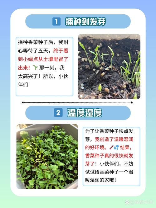 香菜怎么种植(香菜怎么种植最快比较好)-第8张图片-花花知道网 香菜怎么种植(香菜怎么种植最快比较好)-第8张图片-花花知道网