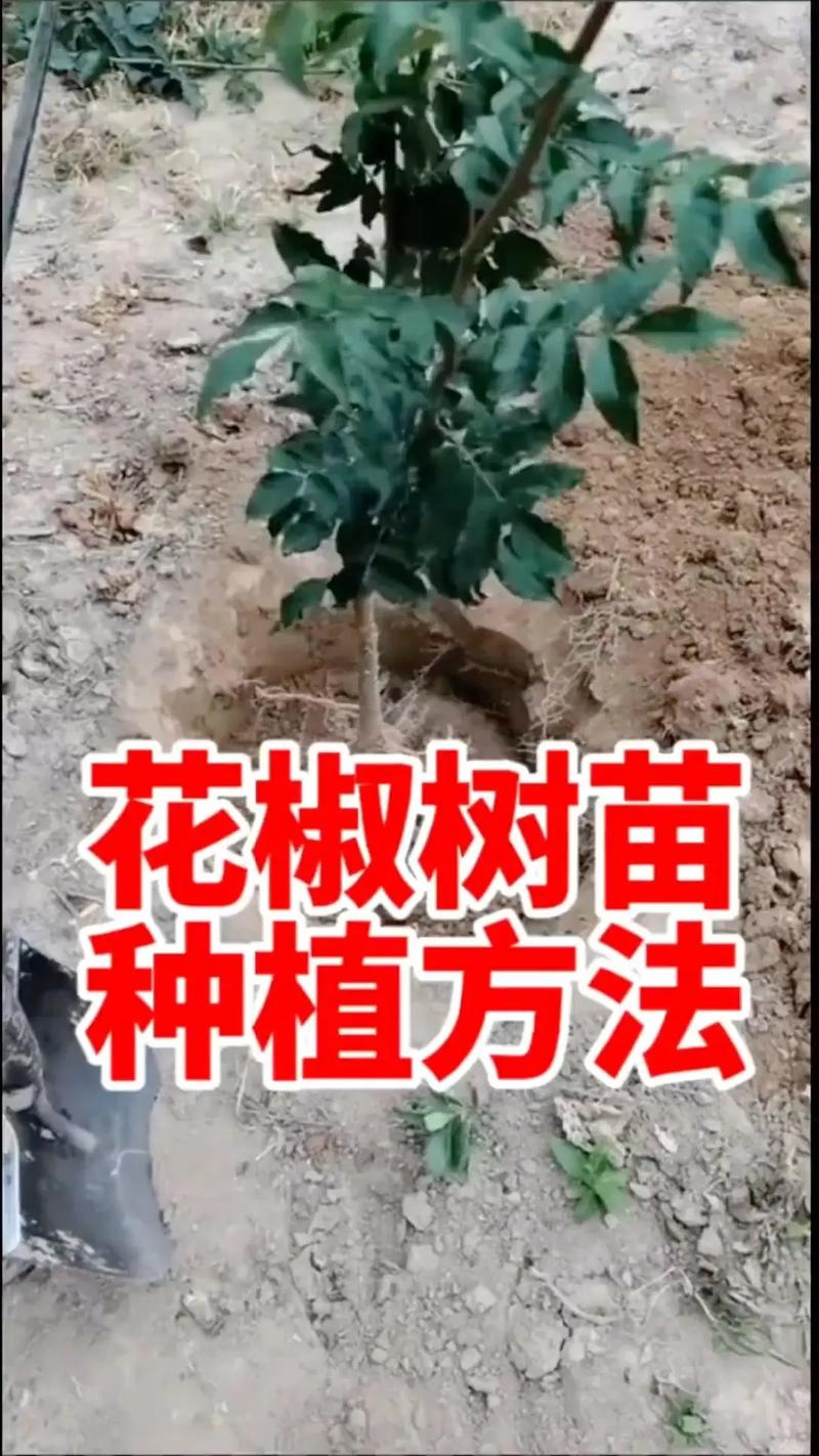 花椒怎么种植(花椒怎么种植的)-第2张图片-花花知道网 花椒怎么种植(花椒怎么种植的)-第2张图片-花花知道网