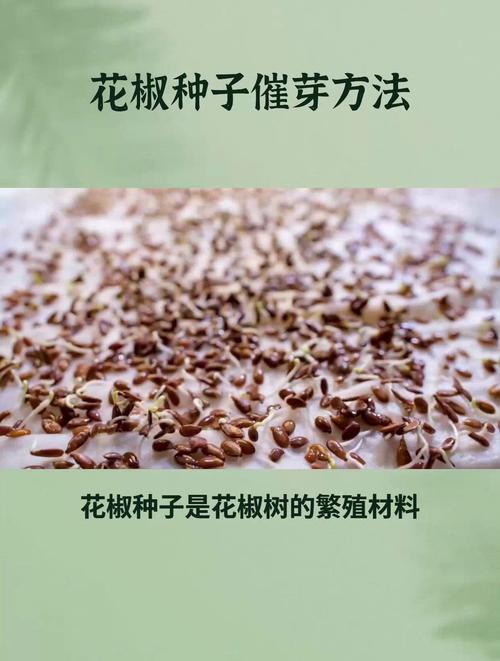 花椒怎么种植(花椒怎么种植的)-第3张图片-花花知道网 花椒怎么种植(花椒怎么种植的)-第3张图片-花花知道网
