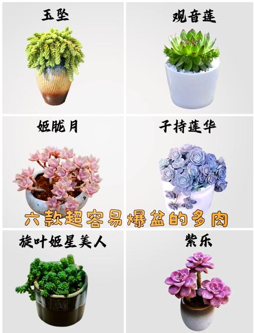 子持莲华秋天怎么养(子持莲华冬季怎么养)-第1张图片-花花知道网 子持莲华秋天怎么养(子持莲华冬季怎么养)-第1张图片-花花知道网