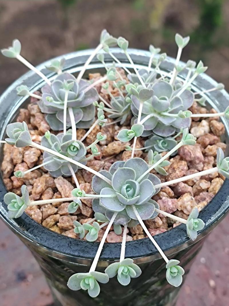 子持莲华秋天怎么养(子持莲华冬季怎么养)-第5张图片-花花知道网 子持莲华秋天怎么养(子持莲华冬季怎么养)-第5张图片-花花知道网