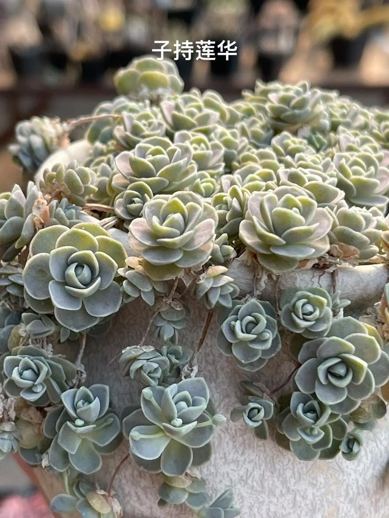 子持莲华秋天怎么养(子持莲华冬季怎么养)-第7张图片-花花知道网 子持莲华秋天怎么养(子持莲华冬季怎么养)-第7张图片-花花知道网
