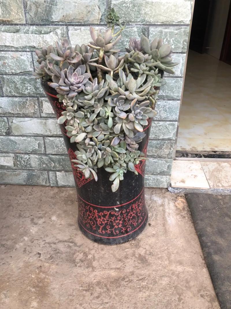 买的花盆又贵又难看(买的花盆不透气怎么办)-第3张图片-花花知道网 买的花盆又贵又难看(买的花盆不透气怎么办)-第3张图片-花花知道网