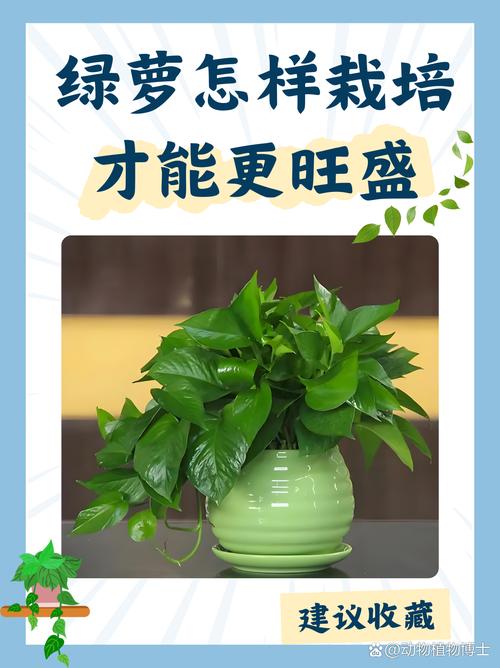 买的花盆又贵又难看(买的花盆不透气怎么办)-第6张图片-花花知道网 买的花盆又贵又难看(买的花盆不透气怎么办)-第6张图片-花花知道网