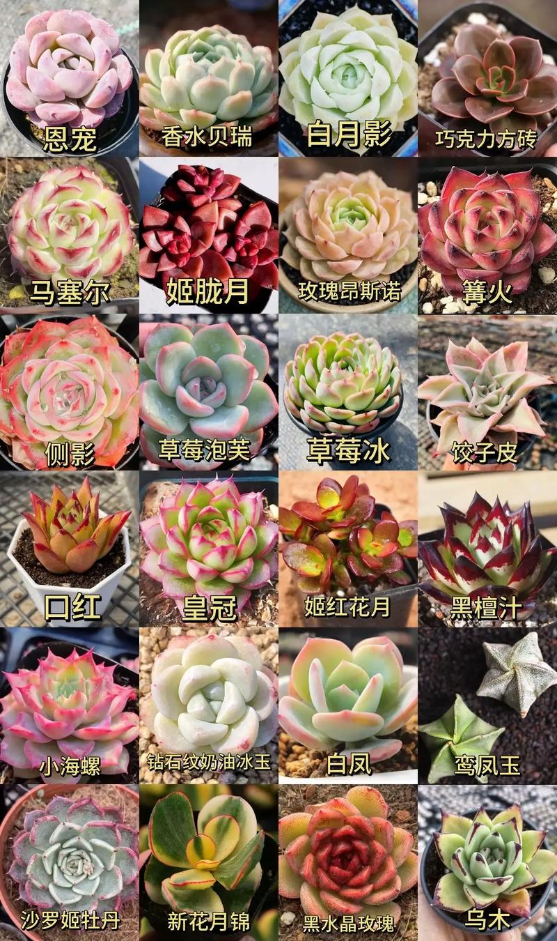 买的花盆又贵又难看(买的花盆不透气怎么办)-第7张图片-花花知道网 买的花盆又贵又难看(买的花盆不透气怎么办)-第7张图片-花花知道网