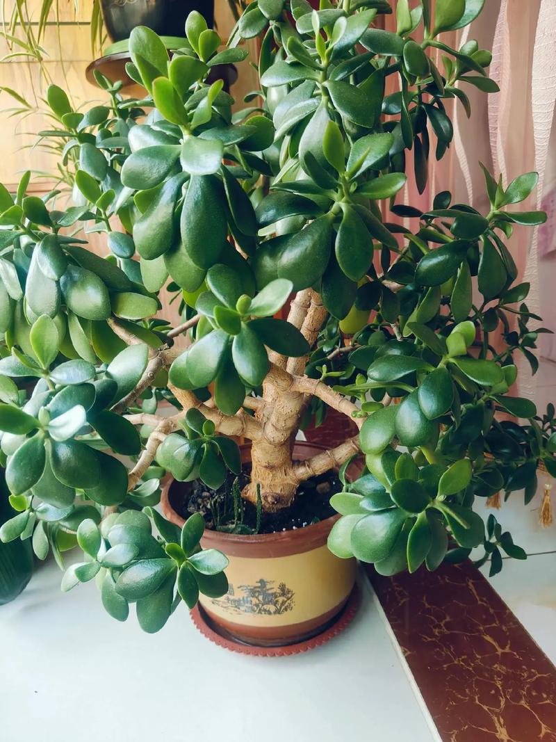 万年青怎么养(水培万年青怎么养)-第2张图片-花花知道网 万年青怎么养(水培万年青怎么养)-第2张图片-花花知道网