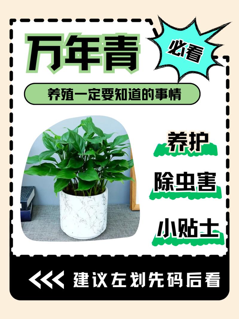 万年青怎么养(水培万年青怎么养)-第3张图片-花花知道网 万年青怎么养(水培万年青怎么养)-第3张图片-花花知道网
