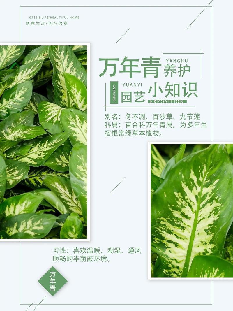 万年青怎么养(水培万年青怎么养)-第5张图片-花花知道网 万年青怎么养(水培万年青怎么养)-第5张图片-花花知道网