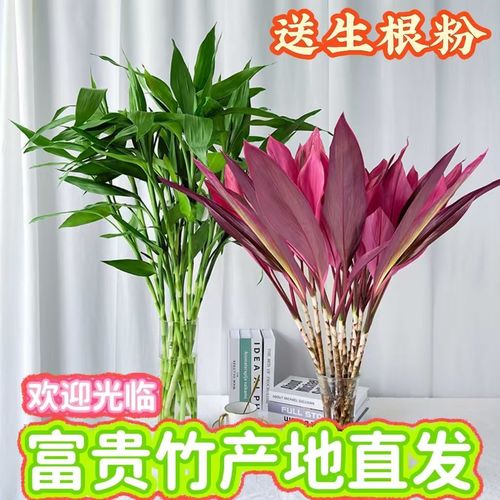 水培富贵竹怎么养(水培富贵竹怎么养才能更粗壮)-第5张图片-花花知道网 水培富贵竹怎么养(水培富贵竹怎么养才能更粗壮)-第5张图片-花花知道网