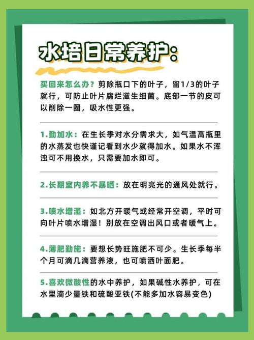 水培富贵竹怎么养(水培富贵竹怎么养才能更粗壮)-第7张图片-花花知道网 水培富贵竹怎么养(水培富贵竹怎么养才能更粗壮)-第7张图片-花花知道网