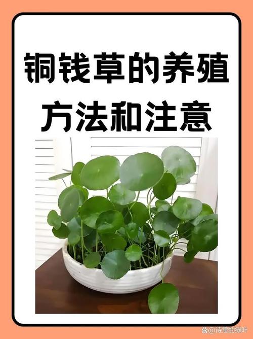 铜钱草土培怎么浇水(铜钱草土培怎么浇水好)-第1张图片-花花知道网 铜钱草土培怎么浇水(铜钱草土培怎么浇水好)-第1张图片-花花知道网