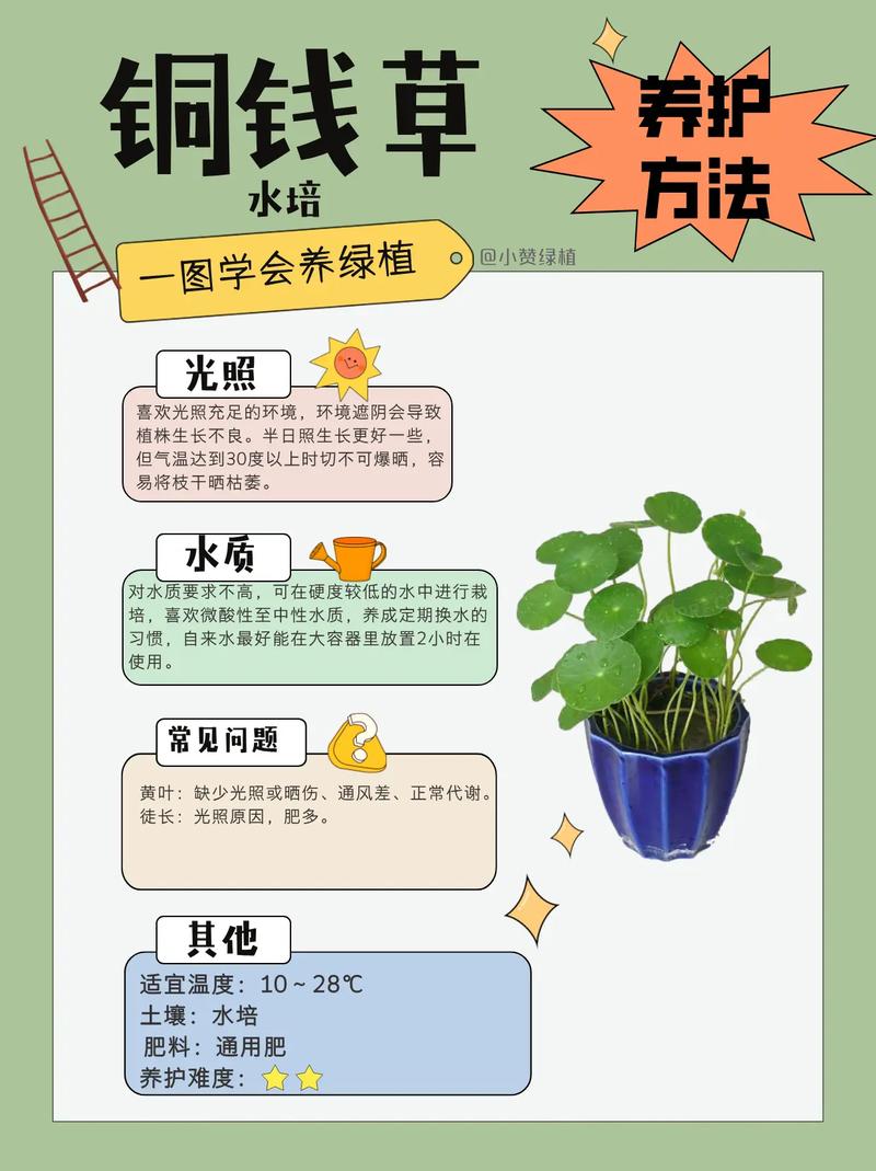 铜钱草土培怎么浇水(铜钱草土培怎么浇水好)-第2张图片-花花知道网 铜钱草土培怎么浇水(铜钱草土培怎么浇水好)-第2张图片-花花知道网