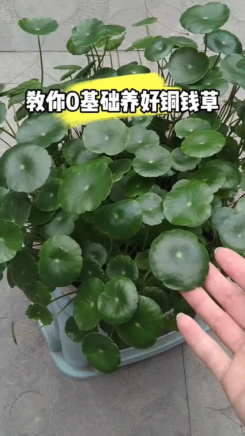 铜钱草土培怎么浇水(铜钱草土培怎么浇水好)-第3张图片-花花知道网 铜钱草土培怎么浇水(铜钱草土培怎么浇水好)-第3张图片-花花知道网