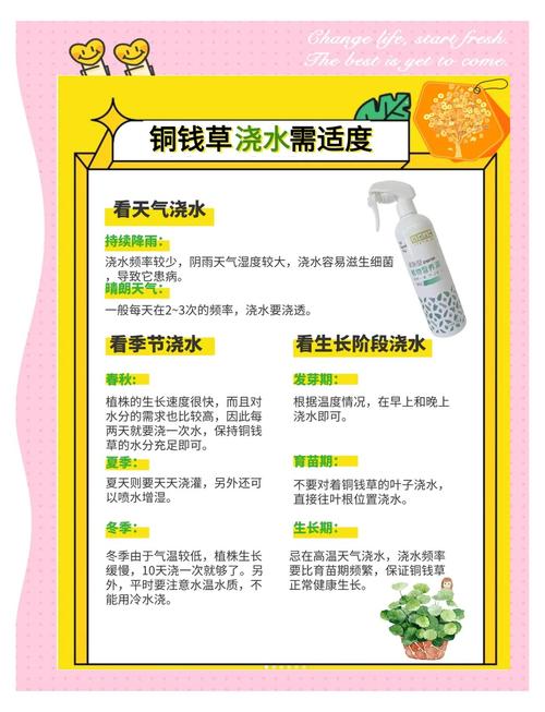 铜钱草土培怎么浇水(铜钱草土培怎么浇水好)-第5张图片-花花知道网 铜钱草土培怎么浇水(铜钱草土培怎么浇水好)-第5张图片-花花知道网