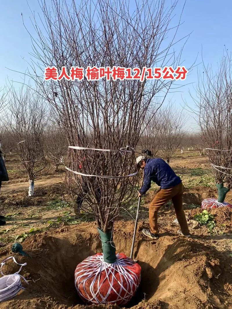 榆叶梅怎么繁殖(榆叶梅栽培要点)-第4张图片-花花知道网 榆叶梅怎么繁殖(榆叶梅栽培要点)-第4张图片-花花知道网